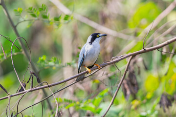 saíra-de-chapéu-preto (Nemosia pileata)