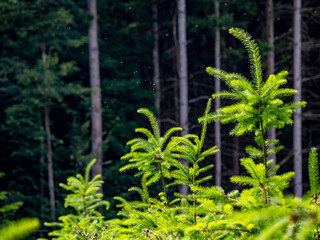 Wiederaufforstung durch anpflanzen von jungen Bäumen im Mischwald