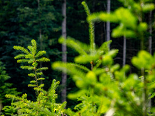 Wiederaufforstung durch anpflanzen von jungen Bäumen im Mischwald