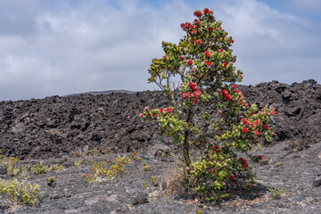 Metrosideros polymorpha, the ʻōhiʻa lehua, flowering evergreen tree in the myrtle family, Myrtaceae, Hawaii Volcanoes National Park. 1973 Lava Flows with 1974 Aʻā Lava Flow. Mauna Ulu volcanic cone