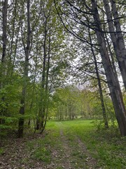 Nice green forest in Czech Republic summer time