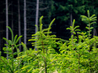 Wiederaufforstung durch anpflanzen von jungen Bäumen im Mischwald