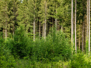 Wiederaufforstung durch anpflanzen von jungen Bäumen im Mischwald