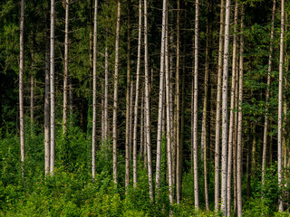 Fototapeta premium Wiederaufforstung durch anpflanzen von jungen Bäumen im Mischwald