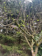 Cat in the trees summer animal spirit nature