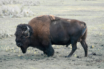 Solitary bison in Yellowstone National park, Wyoming © KAT