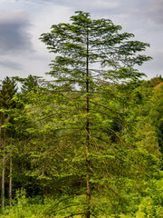 Obraz premium Neuanpflanzung von jungen Laubbäumen im Mischwald