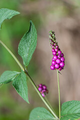 Obraz premium Planta medicinal Milho-de-grilo (Lantana trifolia)