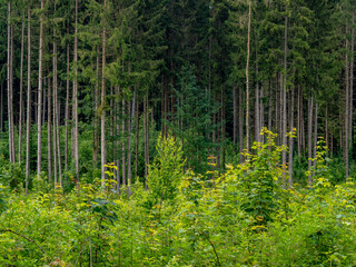 Neuanpflanzung von jungen Laubbäumen im Mischwald