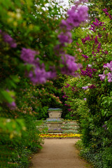 Fototapeta premium Garden path leading to tiered stone planter filled with flowers, surrounded by lush green foliage and blooming purple lilacs flowers. Serenity of nature. Floral Beauty and garden aesthetics in spring.