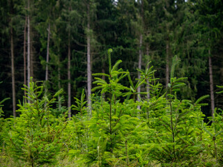 Wiederaufforstung durch anpflanzen von jungen Bäumen im Mischwald