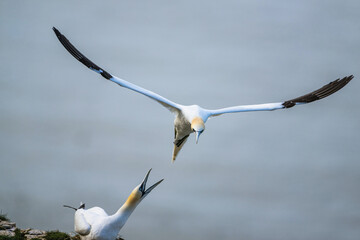 Northern Gannet, Morus bassanus, bird in fly, Bempton Cliffs, North Yorkshire, England