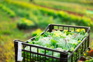 Plastic box filled with freshly picked herbs lettuce stands on field plantation. Harvest season, wholesale supplies of greens, garden-stuff s, vegetables, successful business model