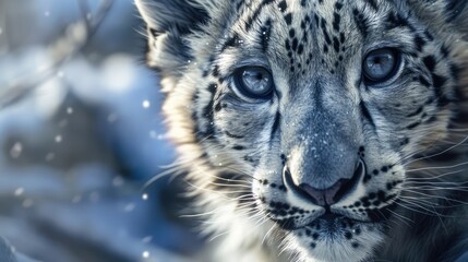 Fototapeta premium Young Snow Leopard Panthera Uncia