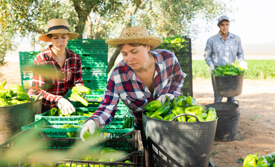 Two women sorting and stacking bell peppers in baskets and boxes on a farm