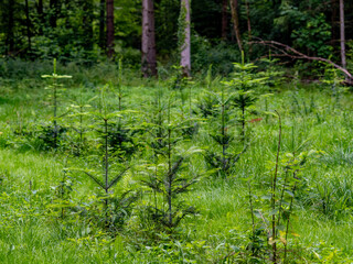 Wiederaufforstung durch anpflanzen von jungen Bäumen im Mischwald