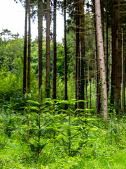 Obraz premium Wiederaufforstung durch anpflanzen von jungen Bäumen im Mischwald