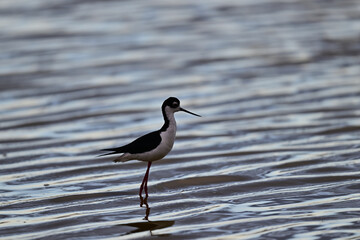 Black-necked stilt aka Himantopus mexicanus mother bird guarding chicks