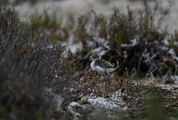 Black-necked stilt aka Himantopus mexicanus chicks