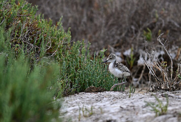 Black-necked stilt aka Himantopus mexicanus chicks