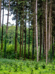 Naklejka premium Wiederaufforstung durch anpflanzen von jungen Bäumen im Mischwald