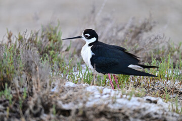 Black-necked stilt aka Himantopus mexicanus mother hiding her chicks under her belly