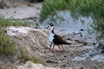 Black-necked stilt aka Himantopus mexicanus mother hiding her chicks under her belly