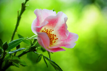 Obraz premium Close Up of Pink Rose Blooming in Summer