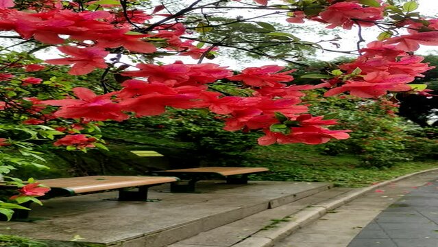 Rhododendron spp or Azalea flowers are a type of flower with striking and varied colors.