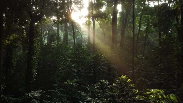 Walk through dense forests as the sun peeks through the trees in summer. The rays illuminate the green forest. Cifor, IPB University Bogor research forest, Indonesia.