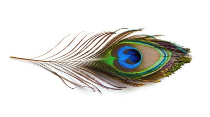 Obraz premium Peacock feather isolated on white background