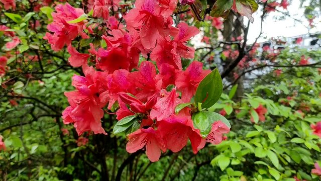 Rhododendron spp or Azalea flowers are a type of flower with striking and varied colors.
