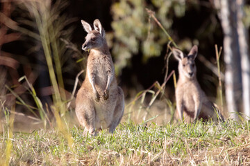 Suburban Kangaroos