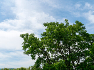 青空と新緑の葉を付けた樹木