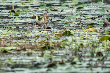 A mother duck and her ducklings in the water