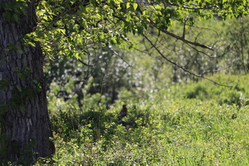 Fototapeta premium Grass Meadow