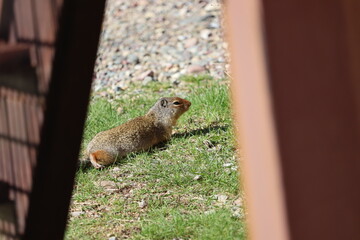 Ground Squirrel on the grass