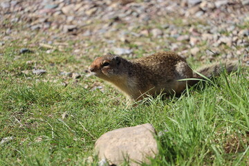 Ground Squirrel on the grass
