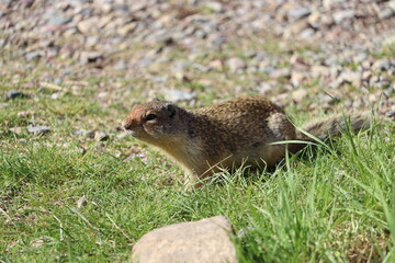 Ground Squirrel on the grass