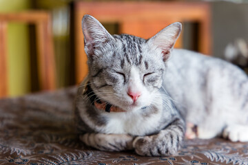 Beautiful young domestic cat dozing on a table top