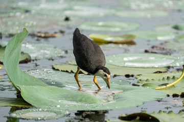  White-breasted waterhen on a lotus leaf
