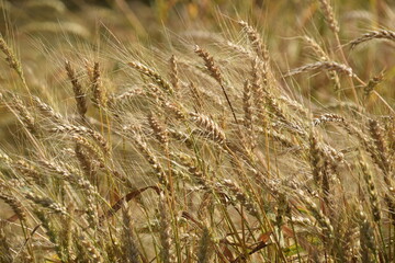 wheat organic bread berry harvest food