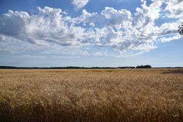 wheat fields organic 