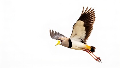African wattled lapwing or Senegal plover - Vanellus senegallus - are large brown waders with a black crown, white forehead and large yellow facial wattles. The tail is white, tipped black.