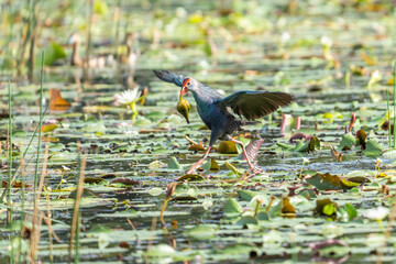 Purple Gallinule with wings spread