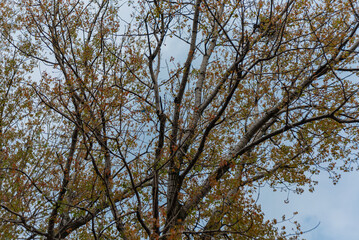 Trees with leaves on a cloudy day