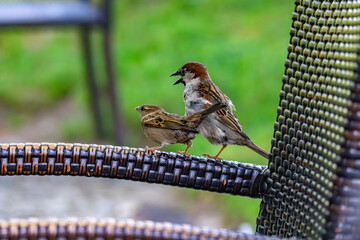 House Sparrows mating on Wicker Chair