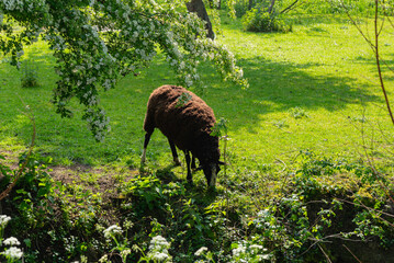Brown sheep grazing in the grass