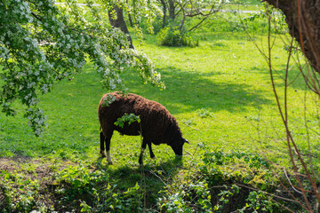 Brown sheep grazing in the grass