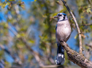 Blue Jay perching on a tree branch in early spring